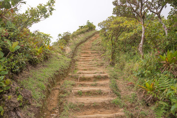 Fototapeta na wymiar Wanderweg zum im Regenwald von Dominica