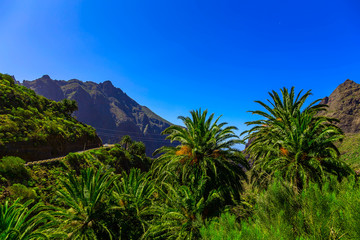 Palms in Mountain