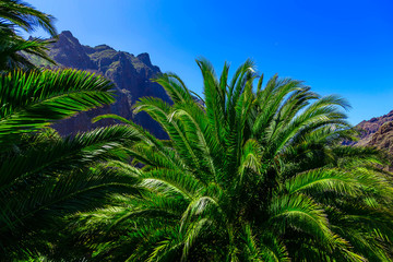 Fototapeta na wymiar Palms in Mountain