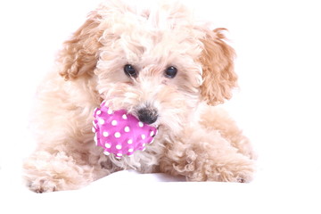 Flauschiger Mischling mit Ball - Studio