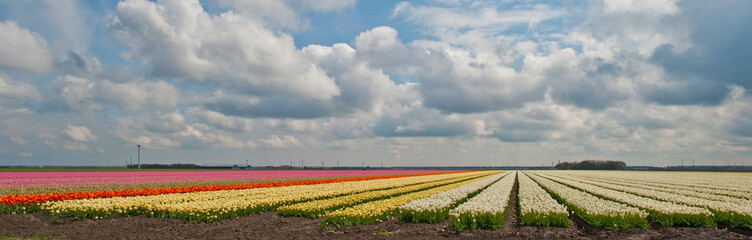 Fototapeta na wymiar Tulips in a field in spring