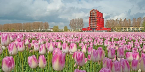 Poster de jardin Tulipe Tulipes dans un champ au printemps
