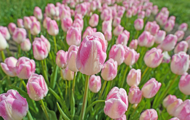 Obraz na płótnie Canvas Tulips in a field in spring