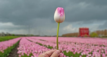 Crédence de cuisine en verre imprimé Tulipe Tulips in a field in spring
