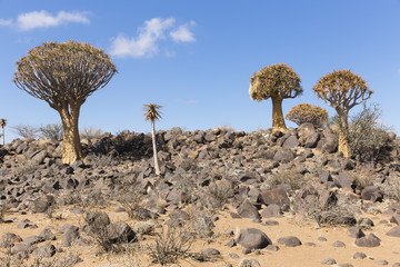 Fototapeta na wymiar The quiver tree, or aloe dichotoma, or Kokerboom, in Namibia