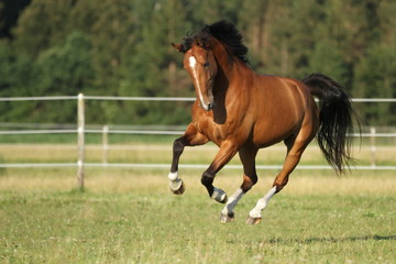 Brauner auf der Koppel
