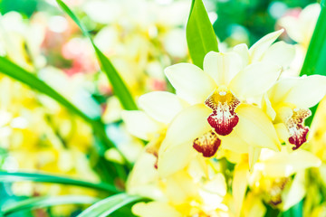 Orchid flower