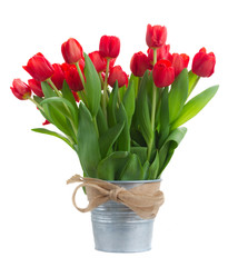 Obraz premium fresh red tulip flowers