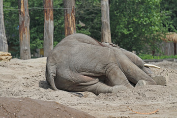 Obraz premium Elefant