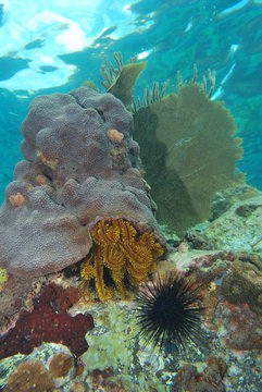 Fonds sous-marin antillais