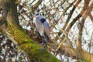 Graureiher (Ardea cinerea), sitzend auf einem dicken Ast