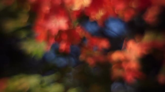 Excellent defocused tree with soft autumn colored foliage. Wonderful abstract floral background in fairy tale style for dreamlike romantic mood. Adorable lyric view of magic forest in amazing full HD.