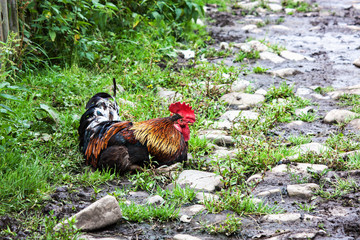 Beautiful rooster