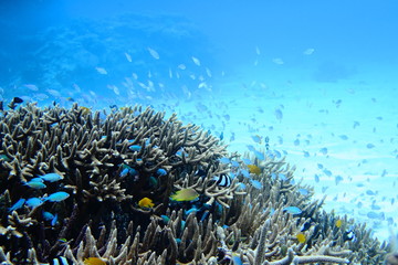 サンゴと青い魚の群れ
