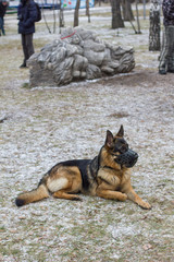 dog walks on the street in winter
