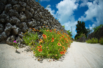 花と珊瑚の道