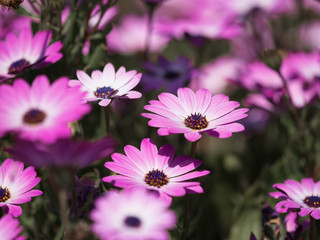 リビングストンデージー