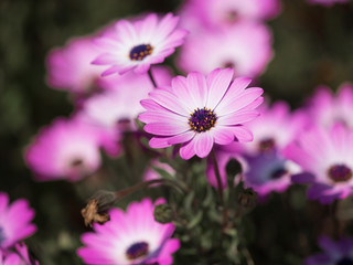 リビングストンデージー