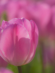 チューリップ