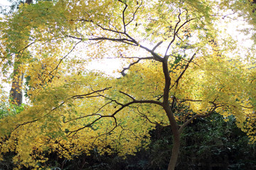Yellow leaves of ginkgo at japan