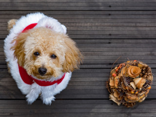 トイプードルのサンタクロース