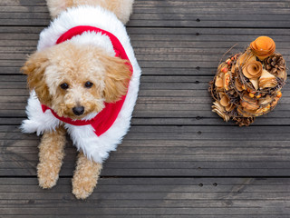 トイプードルのサンタクロース