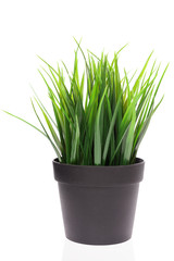 Green grass in black vase isolated on white background