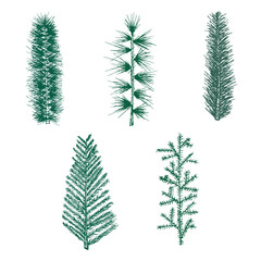 Hand drawn set green fir branch pine vector isolated  