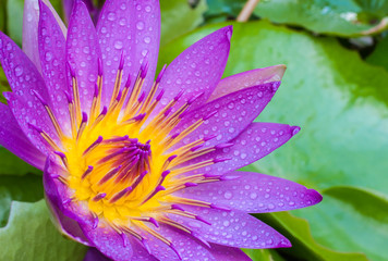 Water lily is a Beautiful Aquatic Plants