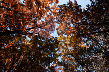 Autumn sky through golden-leaved trees