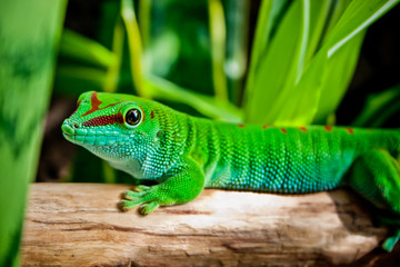 Madagaskar Taggecko, Phelsuma madagascariensis grandis