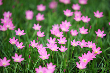Fototapeta premium rain lily flower