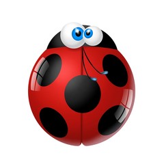 Obraz premium coccinella 