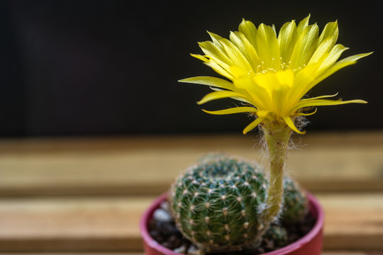 Lobivia Arachnacantha Flower