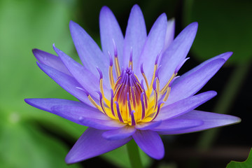 colorful lotus flower