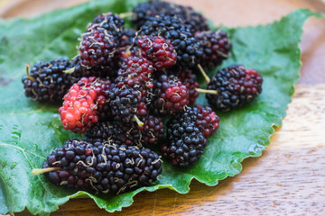 Fresh Mulberries
