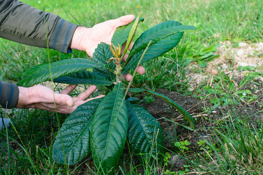Albero di Nespolo, Mespilus germanica, foglie e tronco, campagna