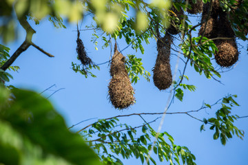 hängende Vogelnester in einem Baum