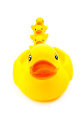 Rubber yellow duck toy on white background