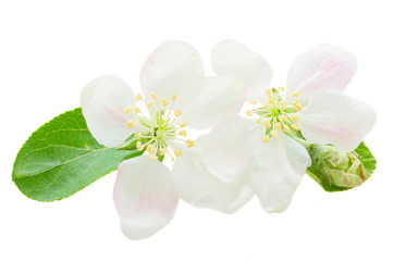 Naklejka na ściany i meble Apple tree blossom