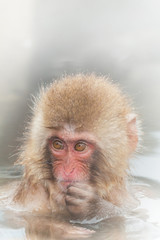 温泉のかわいいおさるさんyoung monkeys which enjoy a hot spring
