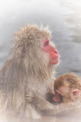 温泉の母と子のおさるさん　 Monkey of beautiful parent and child