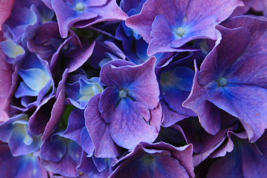 Detail of blue hydrangea flower and petals in bloom