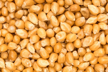 close up shot of corn seeds (textured) - 97950109