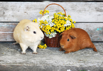 Морские свинки с букетом цветов © denova0