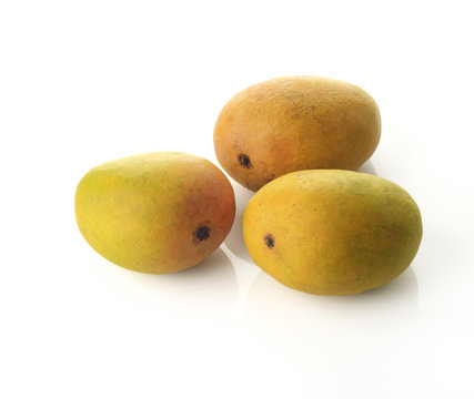 Three Alphonso Mangoes / High resolution image of three fresh Alphonso mangoes over white background shot in studio.