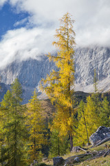 Herbstwald in der Steiermark
