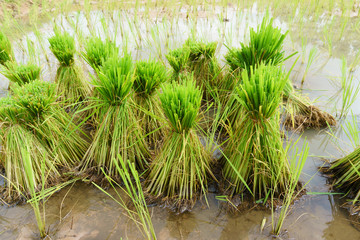 nontoxic rice seedling of Thai farm