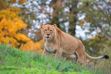 Naklejka na ściany i meble Lioness in the wild, in a clearing