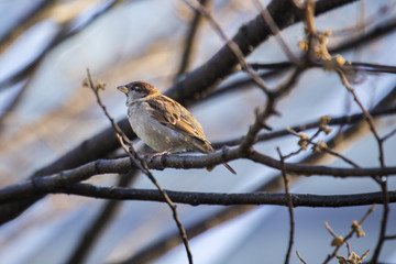 House Sparrow